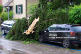 Услуги юриста при возмещении ущерба от упавшего дерева в Санкт-Петербурге